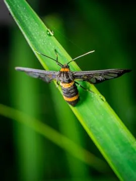 The wasp moth Stock Photos