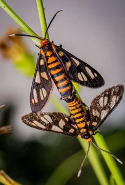 The wasp moth Stock Photos