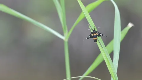 Wasp moth resting on the grass leaf Video stock 109227618