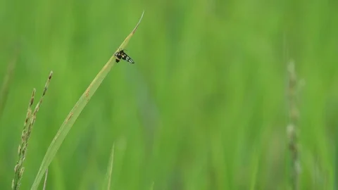 Wasp moth on the rice leaf Stock Footage 76913360