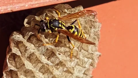 Wasp Moving on Paper Nest Macro Close Up Stock Footage 334789124