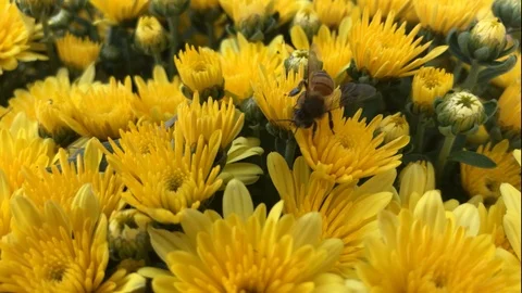 Wasp on a mum Stock-Footage 97202472