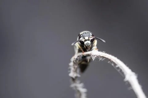 Wasp in the nature Foto stock