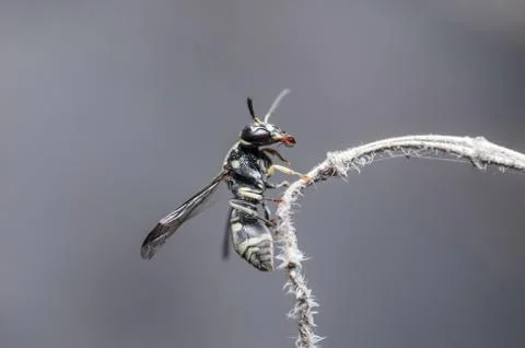 Wasp in the nature Stock Photos