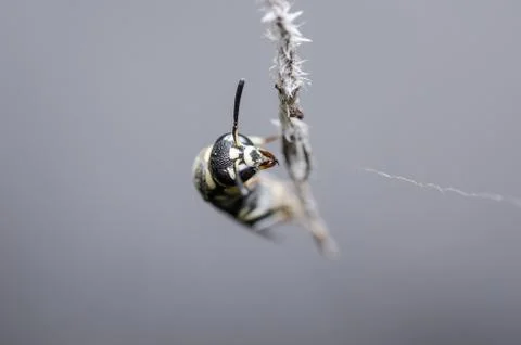 Wasp in the nature Stock Photos