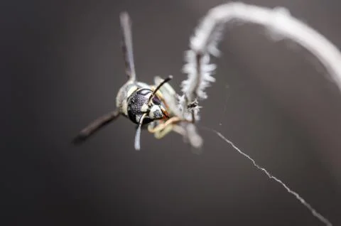 Wasp in the nature Stock Photos