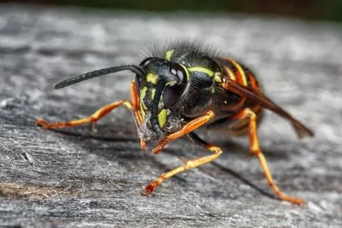 Wasp in nature. Stock Photos