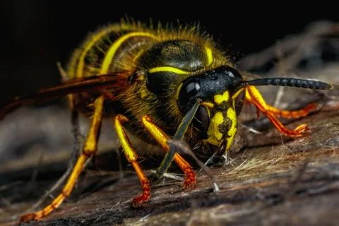 Wasp in nature. Stock Photos