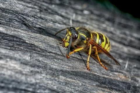 Wasp in nature. Stock Photos