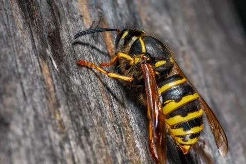 Wasp in nature. Stock Photos
