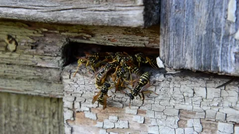 Wasp near a window Stock Footage 256103723