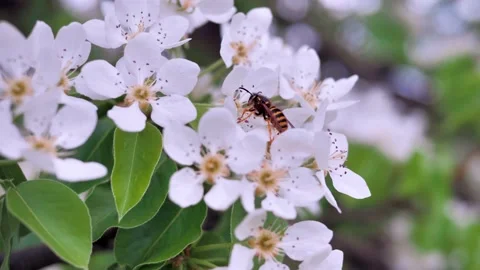 Wasp, nectar, flowers Stock Footage 130379137