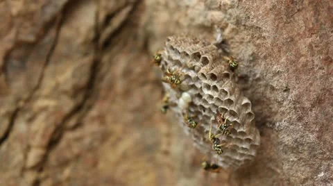 Wasp Nest _2 Stock Footage 11359194