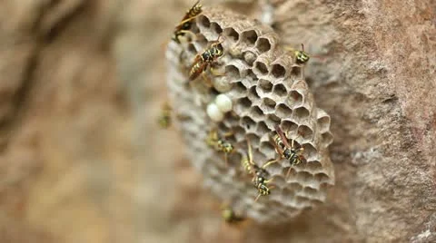 Wasp Nest _3 Video stock 11359301