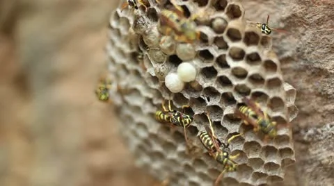 Wasp Nest _4 Video stock 11359371