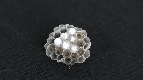  Wasp Nest and Larvae Video stock 130648142