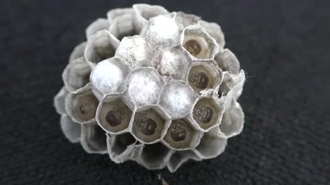  Wasp Nest and Larvae Stock Footage 130648879