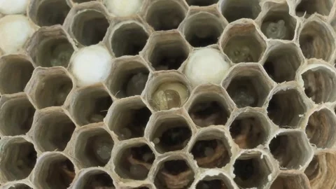 Wasp Nest and Larvae Growing Stock Footage 314248401