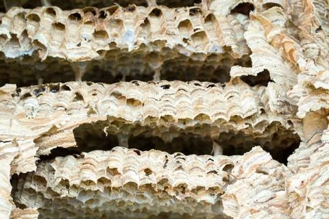 Wasp nest background Stock Photos
