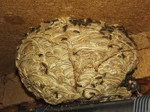 Wasp Nest in Barn Stock Photos
