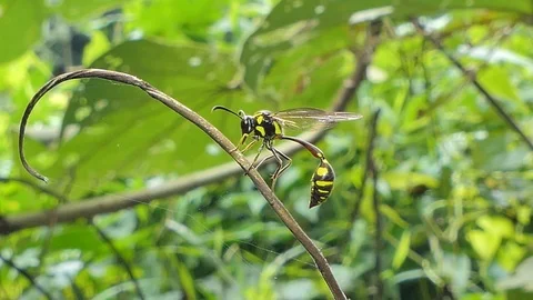 Wasp Nest on on branch. Stock-Footage 92618484