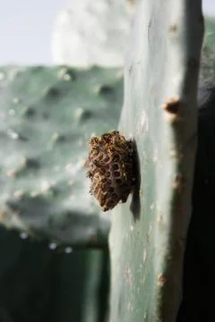 Wasp nest on a cactus leaf Foto stock