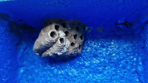 Wasp Nest Close-Up on Blue Surface Macro Detail of Insect Habitat Structure Video stock 332057047