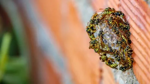 Wasp nest closeup Stock Photos
