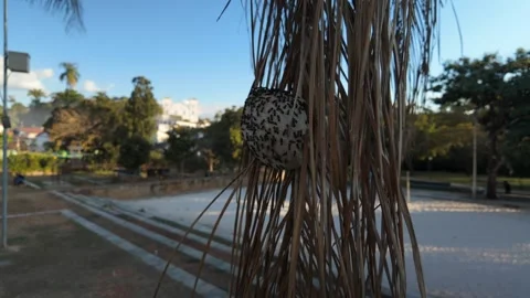Wasp nest on a dry palm leaf with blurred city background Stock Footage 339298203