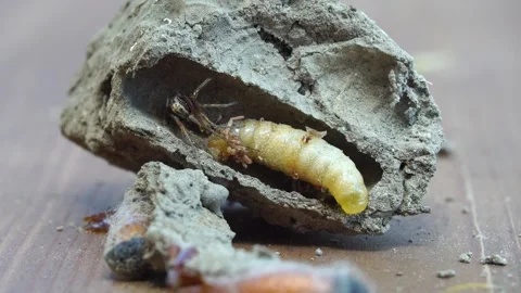 Wasp nest. Features of the internal structure Stock Footage 312931335