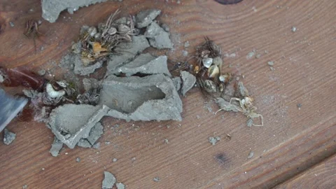 Wasp nest. Features of the internal structure. Stock Footage 312931336