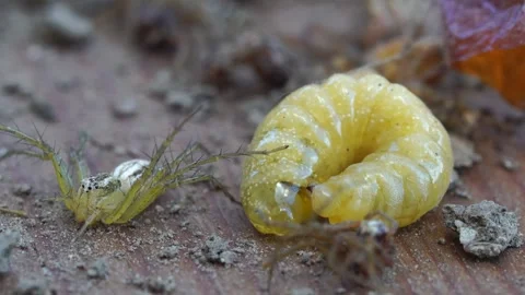 Wasp nest. Features of the internal structure. Stock Footage 312931345