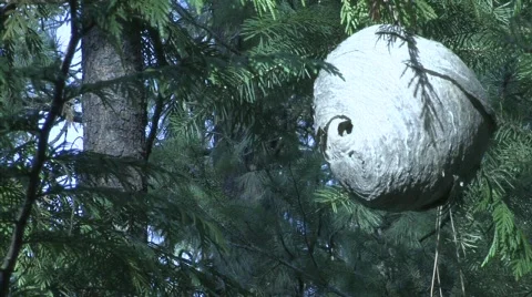 Wasp Nest Stock Footage 339346