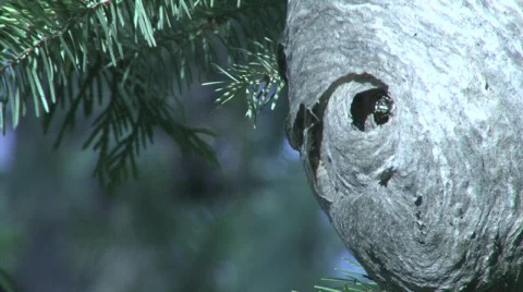 Wasp Nest Video stock 339351