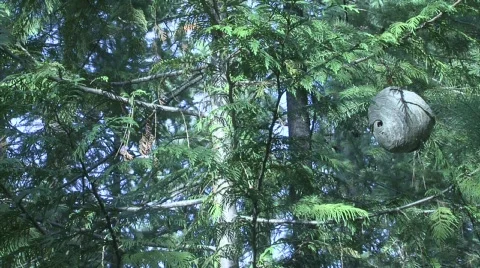 Wasp Nest Video stock 339353