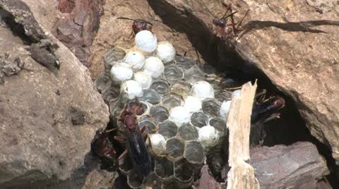 Wasp nest Stock Footage 8945034
