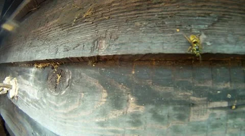 Wasp nest Stock Footage 11759460