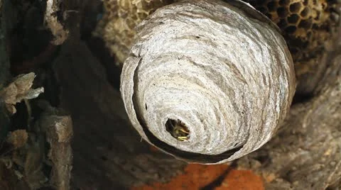 Wasp in Nest Stock Footage