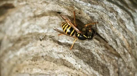 Wasp in Nest Video stock 12528571