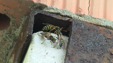 Wasp nest Stock-Footage 27395488