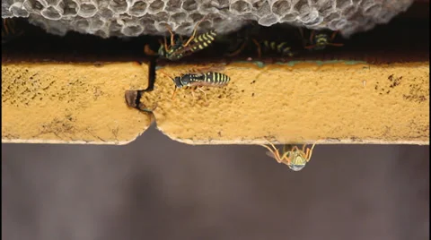 Wasp nest Vídeo Stock 32421598