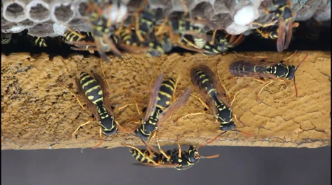 Wasp nest Video stock 32421949