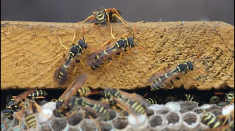 Wasp nest Vídeo Stock 32422343