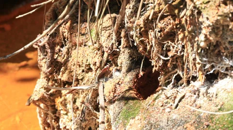 Wasp nest Stock Footage 35753637
