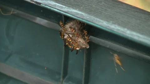Wasp nest Stock Footage 39331260