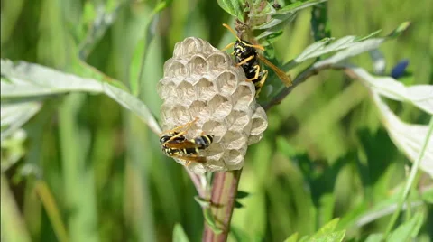 Wasp on the nest. Stock Footage 51870014