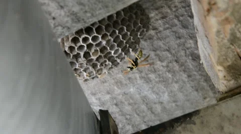 Wasp in the nest Stock Footage 53217949