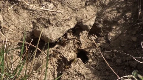 Wasp nest Stock Footage 53229825