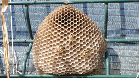 Wasp Nest Vidéo 121975672