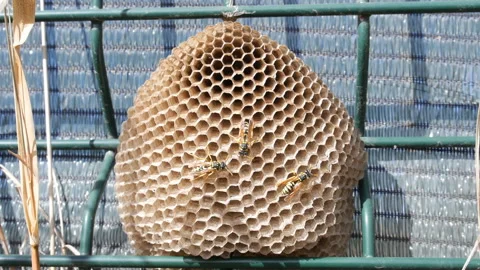 Wasp Nest Vidéo 121977613